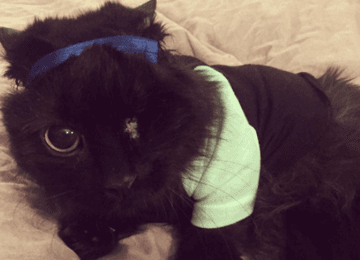 cats one eyed wonders feature