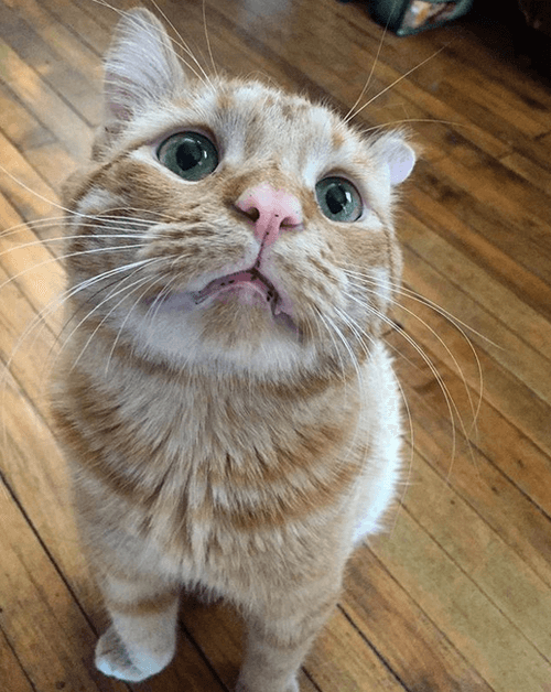 benben