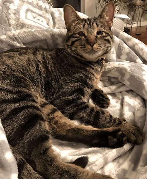 niko