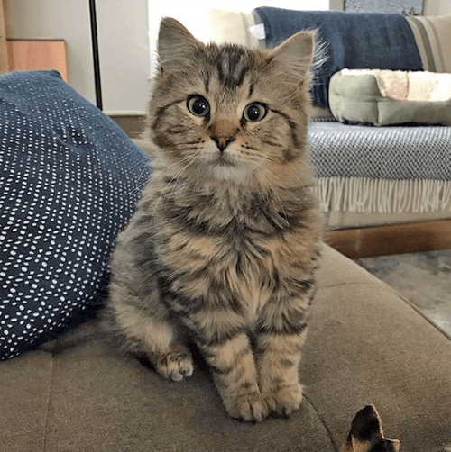 hazel