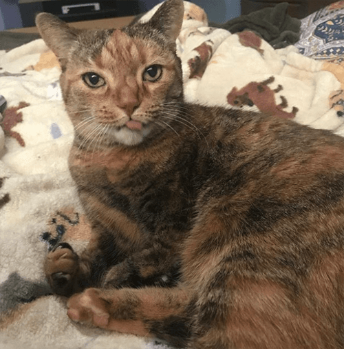 kittles