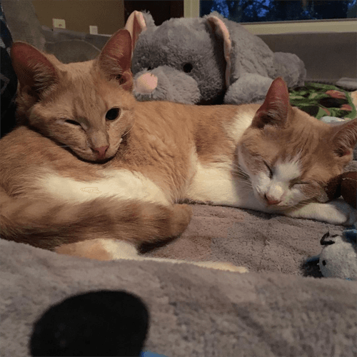 oatybagel