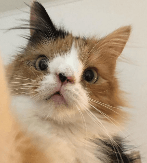 molly feature
