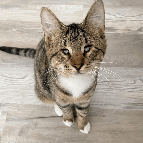LouieCat