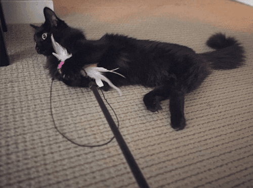 bb