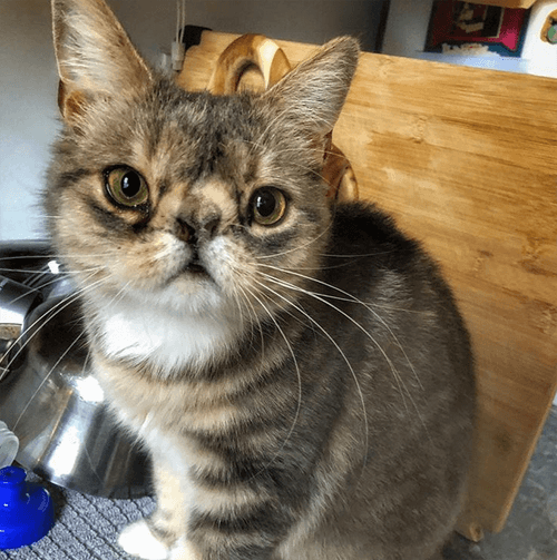smushie