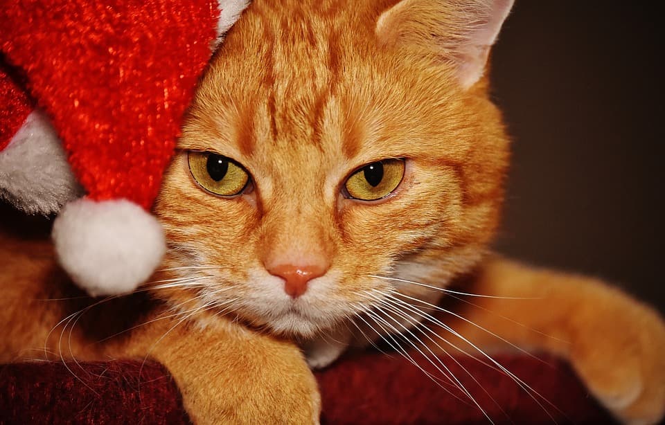 christmas in july cats feature