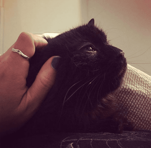 bosco