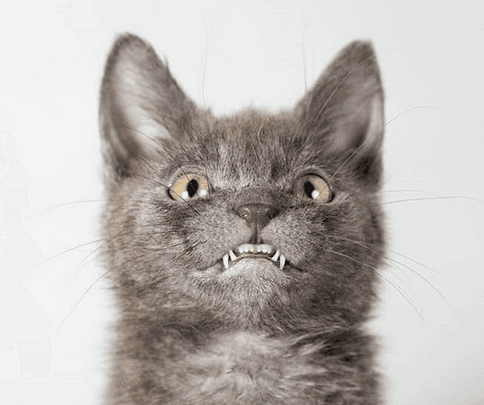 wolfiefeature