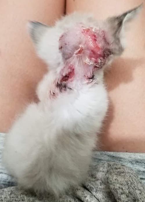 GIZMO