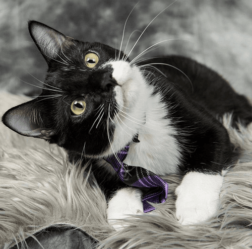 tuxies
