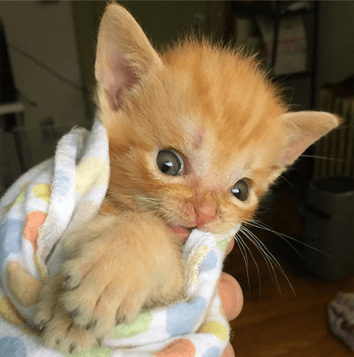 tater