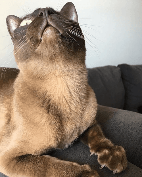 milo