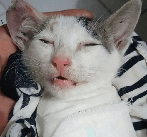 kuku