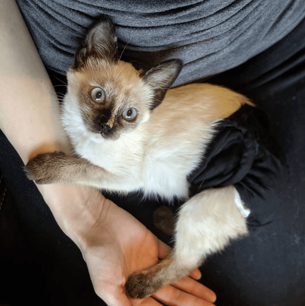 sasha feature