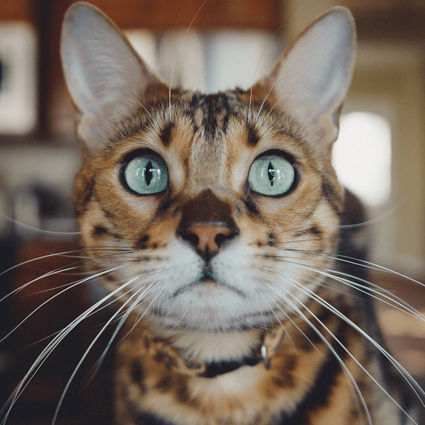 cat museums feature