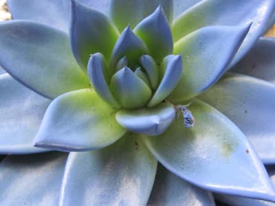 echeveria