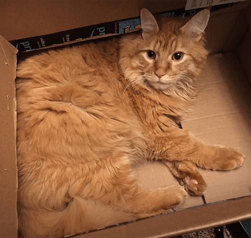 lunahobbes