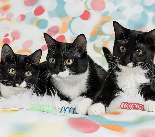 tuxies