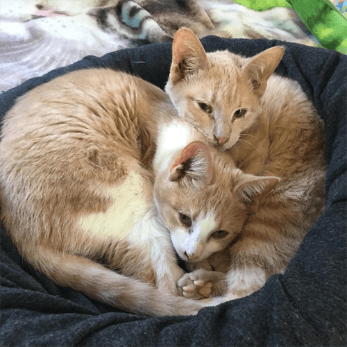 oatybagel