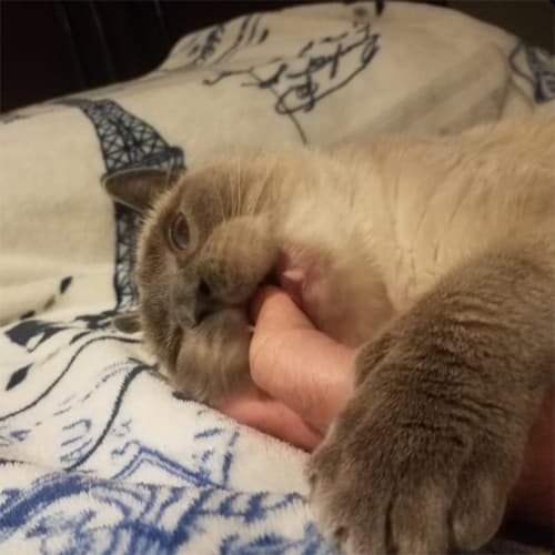 Dumpling4