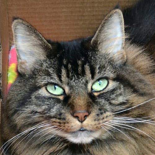 Elsie-headshot