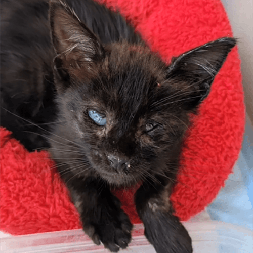 StickyKittenLitterBox
