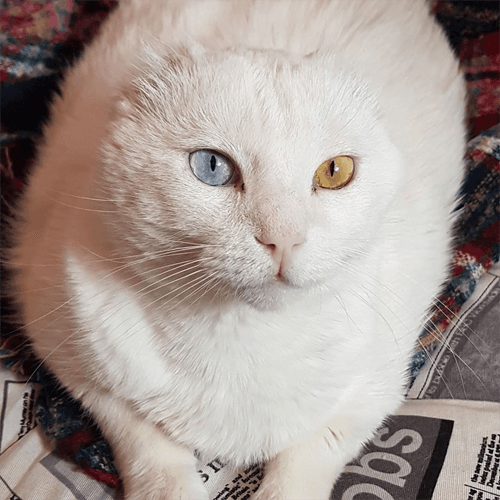 bowie