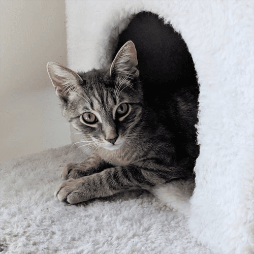 hugo