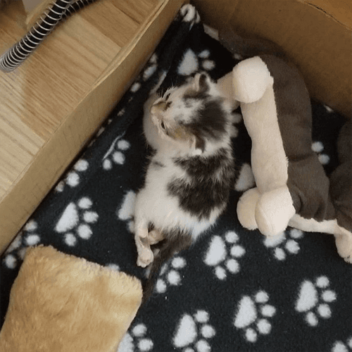 domino