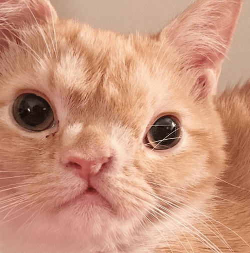 smush
