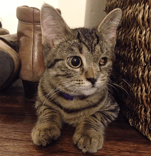 nora
