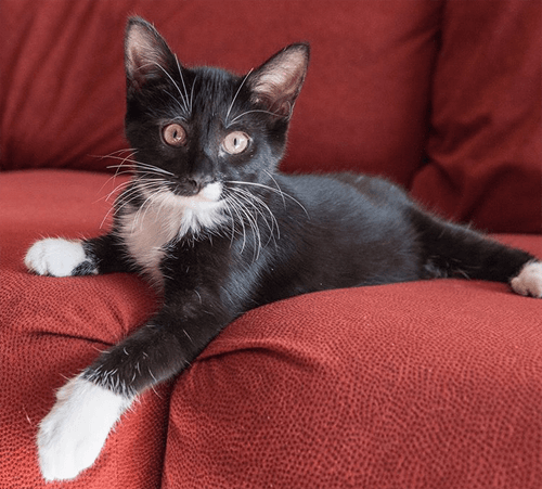 tuxies