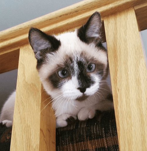 kobi