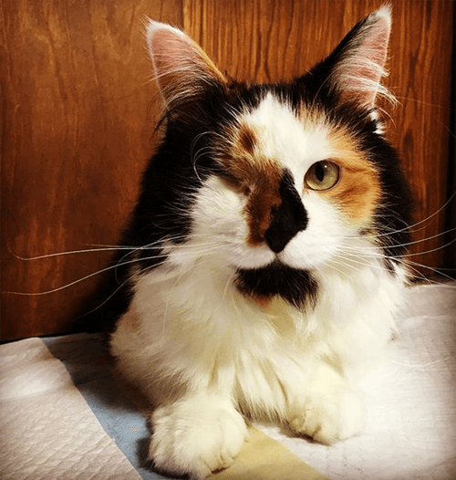 lunahobbes