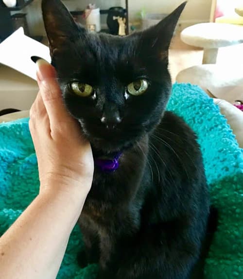 kitty