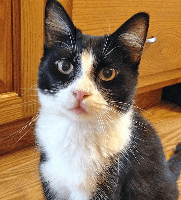 tippersfeature