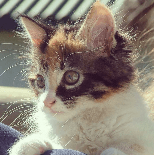 mambi