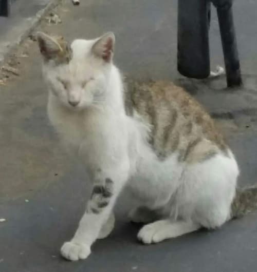 bennymilos