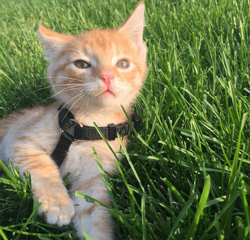 eddie ch cat feature