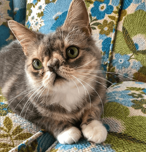 smushie