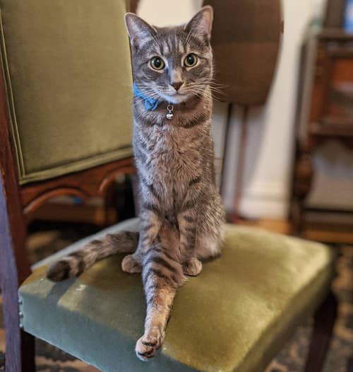 hugo