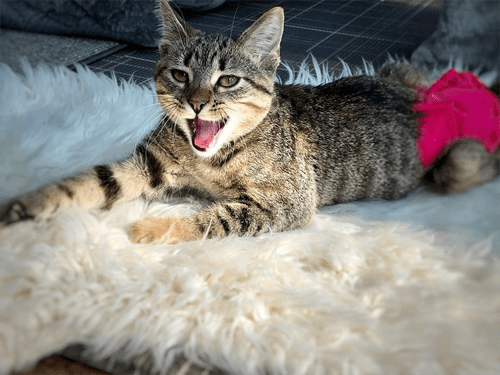 pj