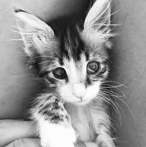 kira