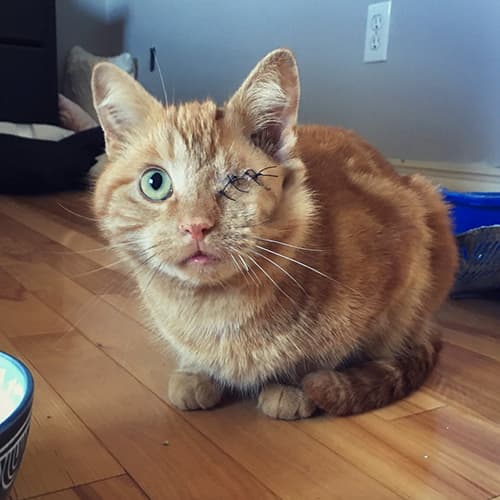 Dorito
