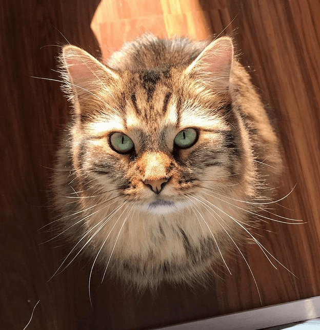 hazelfeature