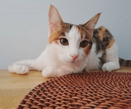 hermione