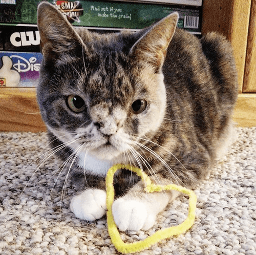 willow