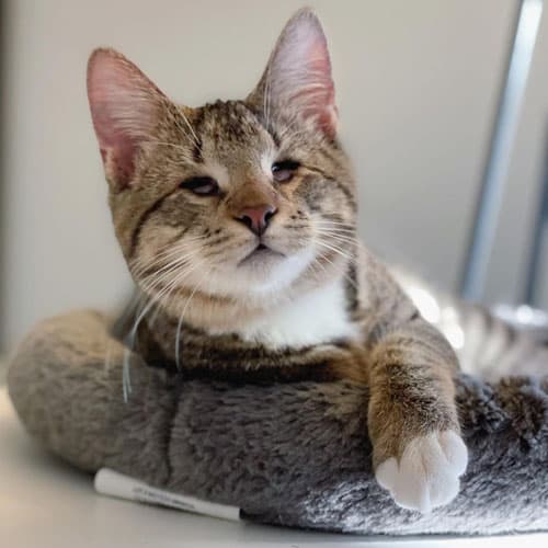 louieCat9
