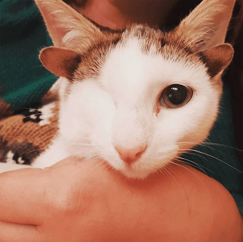 frankie